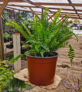 Helecho Peine Fronda Corta Viveros Multiplant