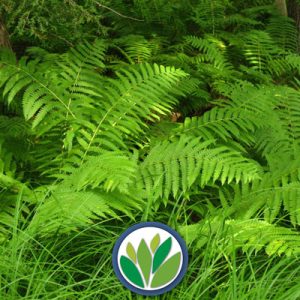 Helechos Viveros Multiplant