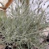 Lavanda Goodwin Creek Viveros Multiplant