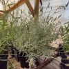 Lavanda Goodwin Creek Viveros Multiplant