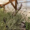 Lavanda Goodwin Creek Viveros Multiplant