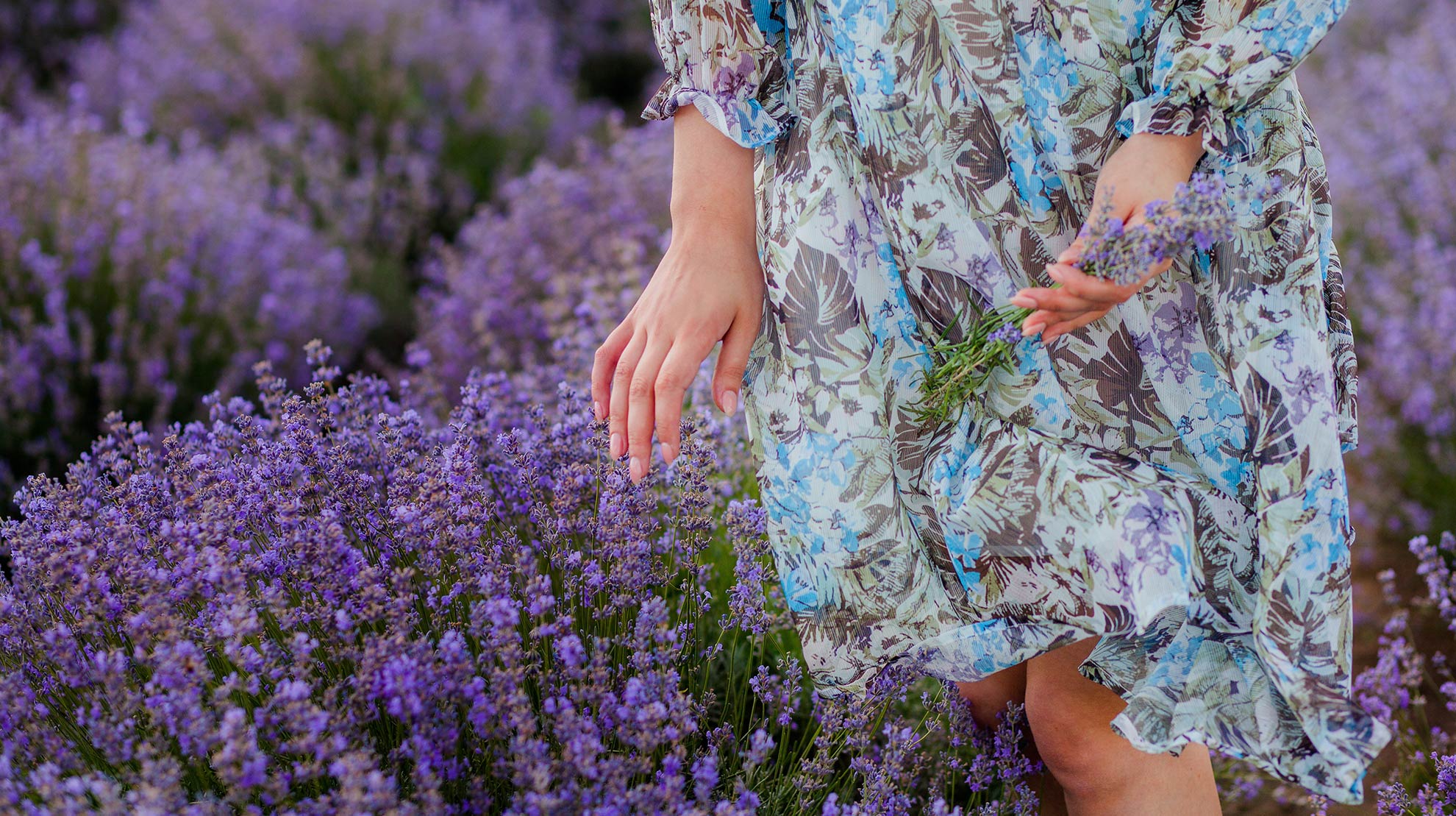 Lavanda-Multiplant-Vivero