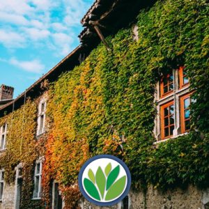 Otras Enredaderas Vivero Multiplant