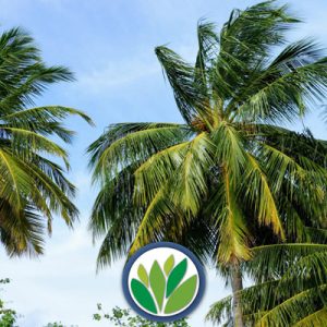 Palmáceas Viveros Multiplant