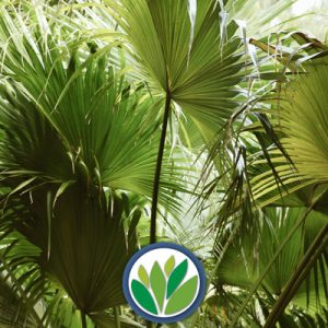 Palmeras Viveros Multiplant