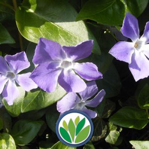 Perennes Viveros Multiplant