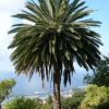 Phoenix canariensis | Viveros Multiplant