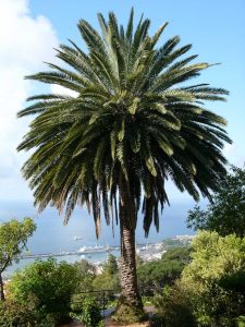 Phoenix canariensis | Viveros Multiplant