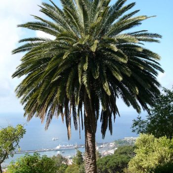 Phoenix canariensis | Viveros Multiplant