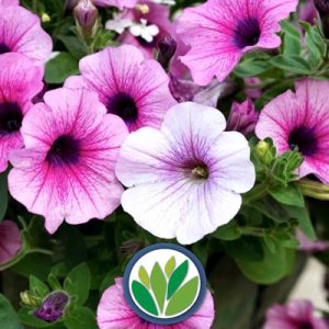 Plantas de Temporada Viveros Multiplant