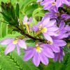 Scaevola aemula | Vivero Multiplant