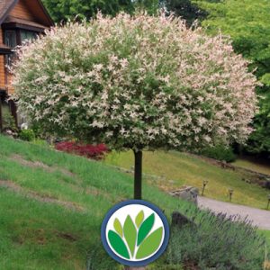 Topiarias Vivero Multiplant