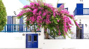 Variedad Buganvillas - Viveros Multiplant