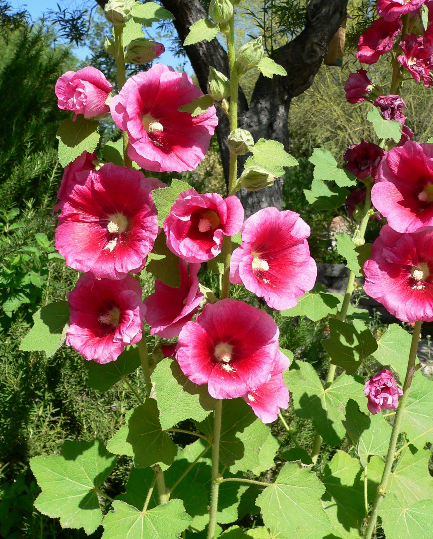 Alcea-Vivero-Multiplant