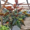 Begonia Ala de Ángel Vivero Multiplant