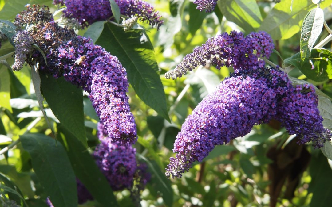 Mejores Plantas perennes para maceta