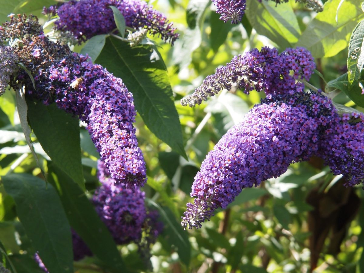 Mejores Plantas perennes para maceta | Vivero Multiplant Mejores Plantas perennes para maceta | Vivero Multiplant