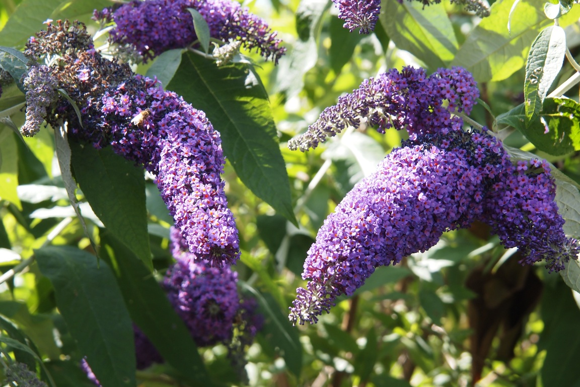 Vivero-Multiplant-Buddleia