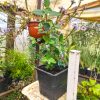 Correa Vivero Multiplant