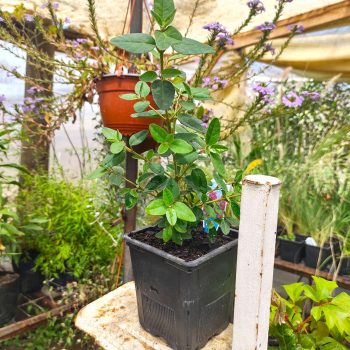 Correa Vivero Multiplant