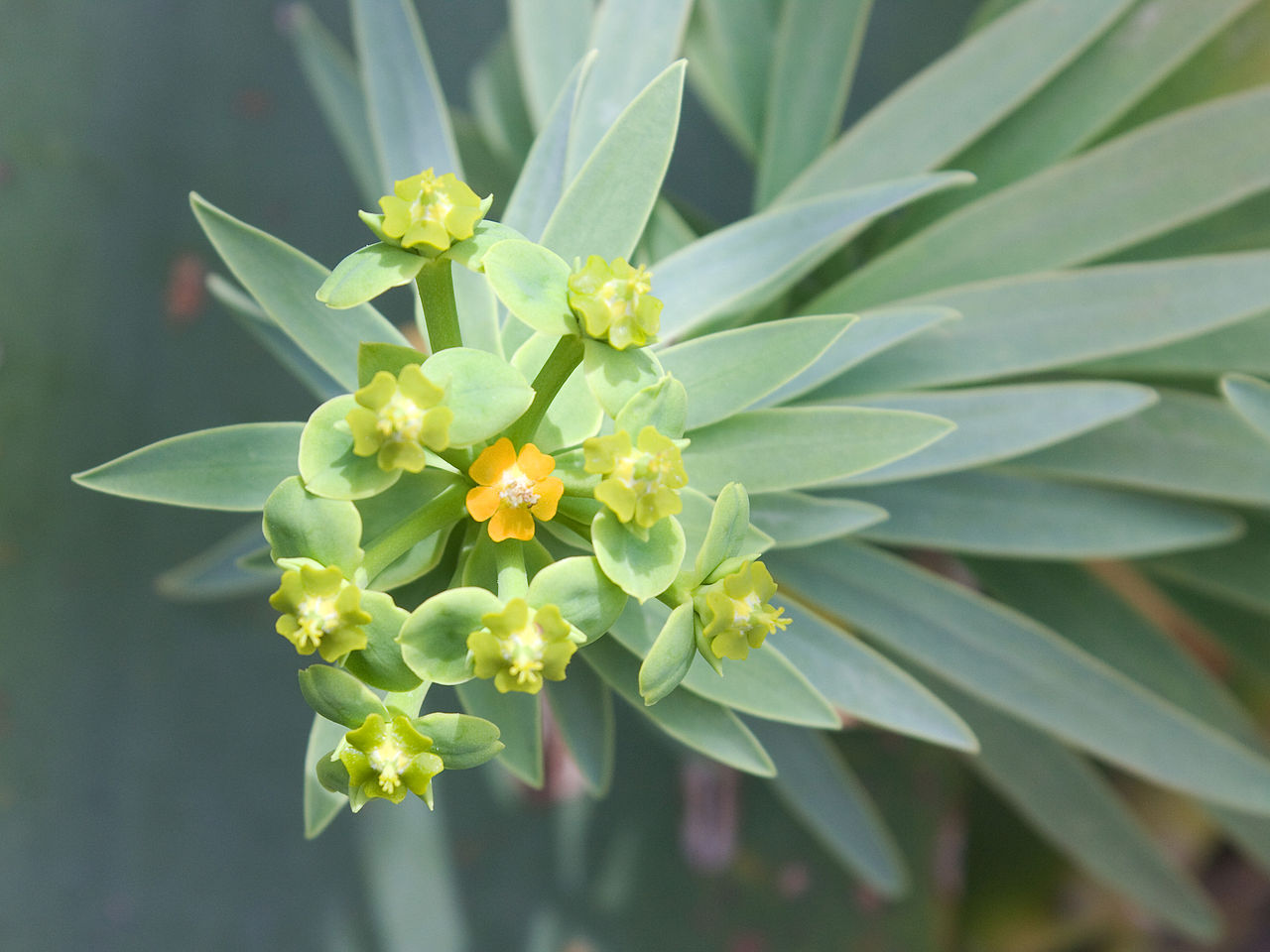 Euphorbias Vivero Multiplant