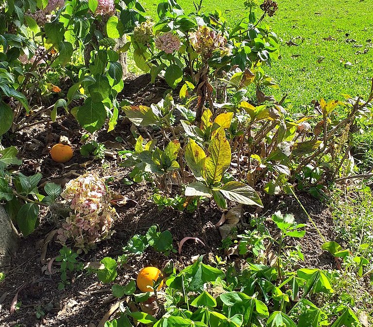 Hierbas vegetales en recipientes de invierno