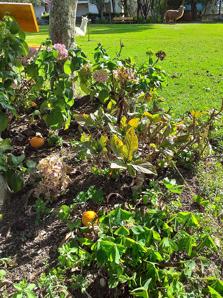 Vivero Multiplant