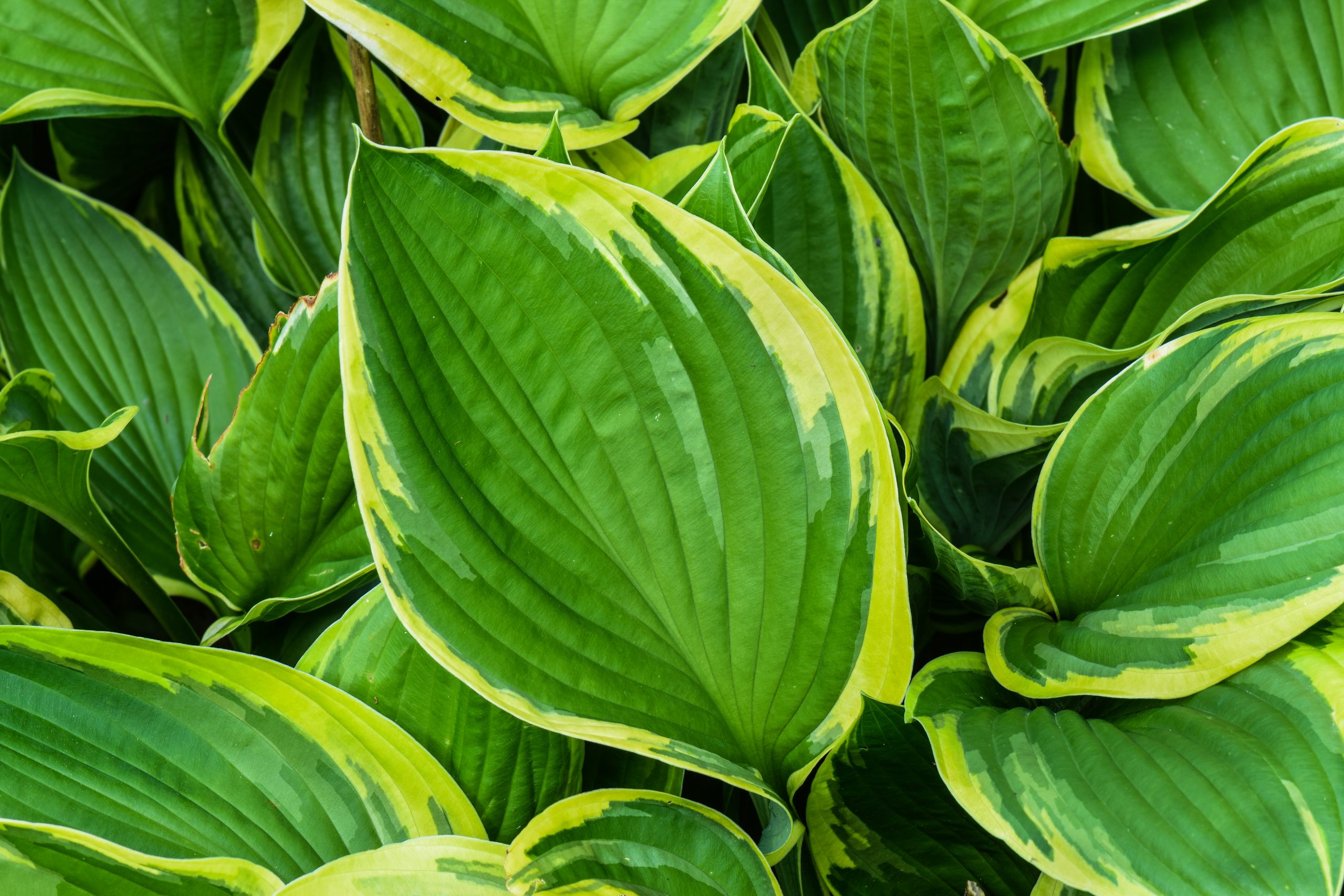 Hostas Vivero Online Multiplant