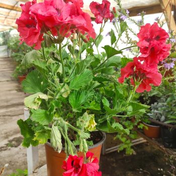 Pelargonio | Vivero Multiplant