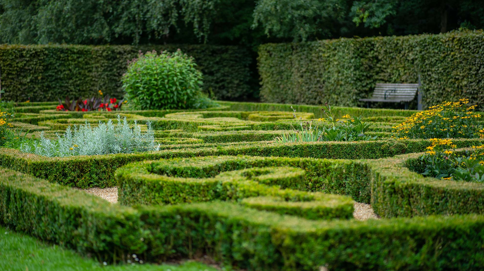 Plantas para setos Vivero Multiplant