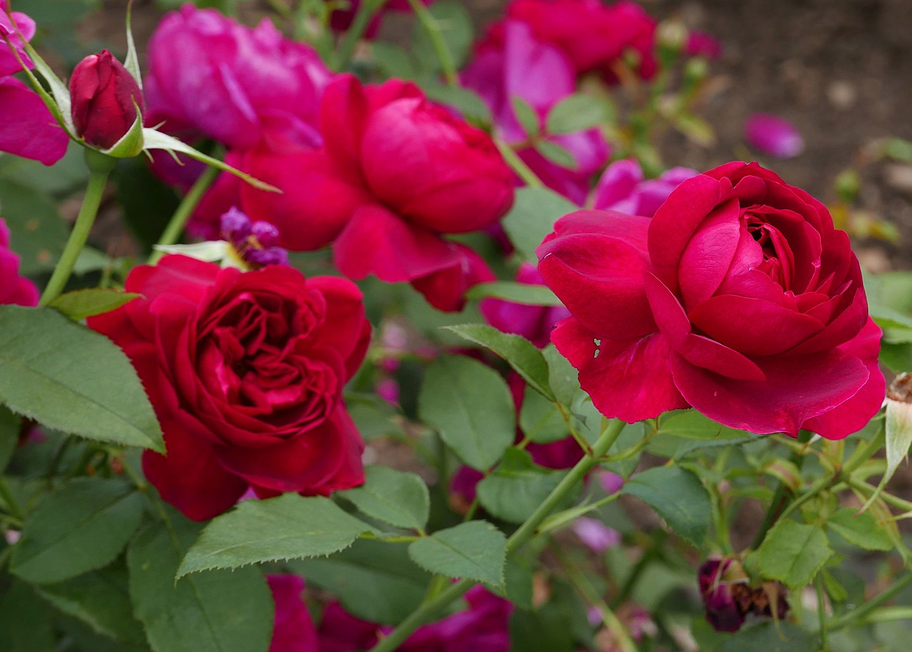 Rosa Darcey Bussell Vivero Online Multiplant