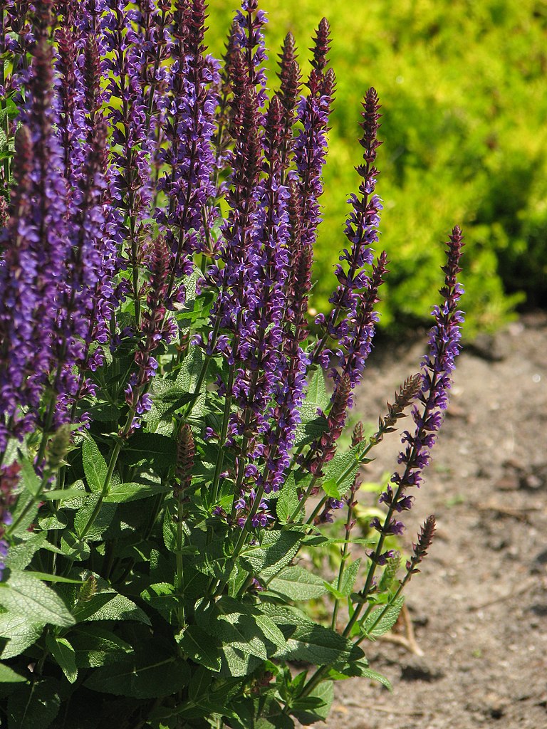 Salvia nemorosa Vivero Online Multiplant