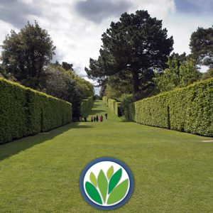 Plantas para Setos Vivero Multiplant