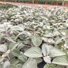 Silver Dollar Vivero Multiplant