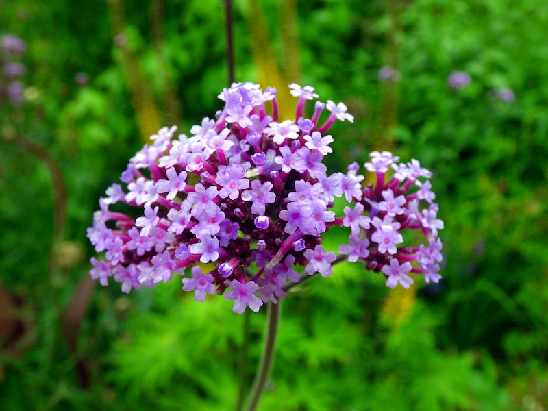 Verbena-superior-púrpura---Vivero-Multiplant