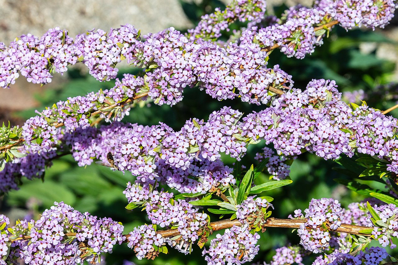 Verbena bonariensis Vivero Online Multiplant