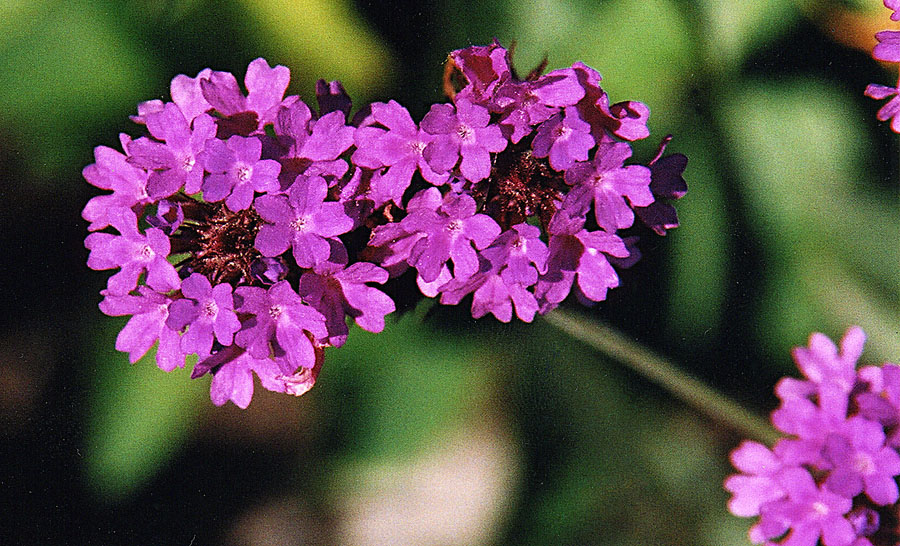 Verbena Rígida Vivero Multiplant