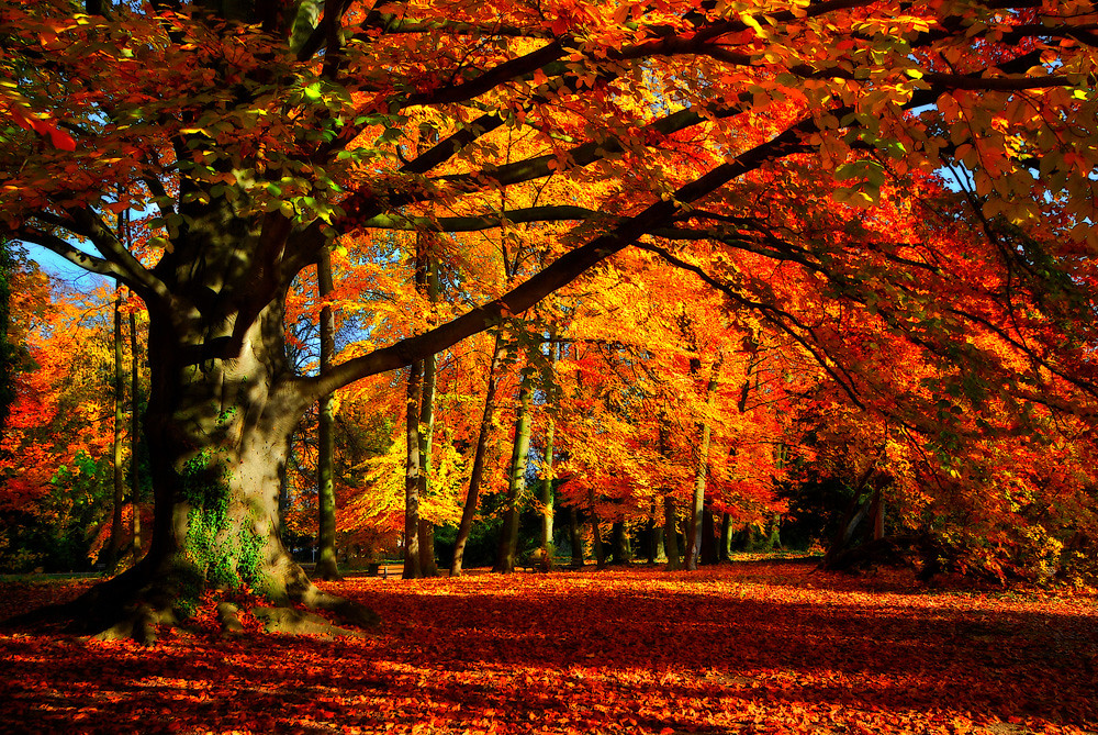 Cuidado para árboles para este otoño 2020