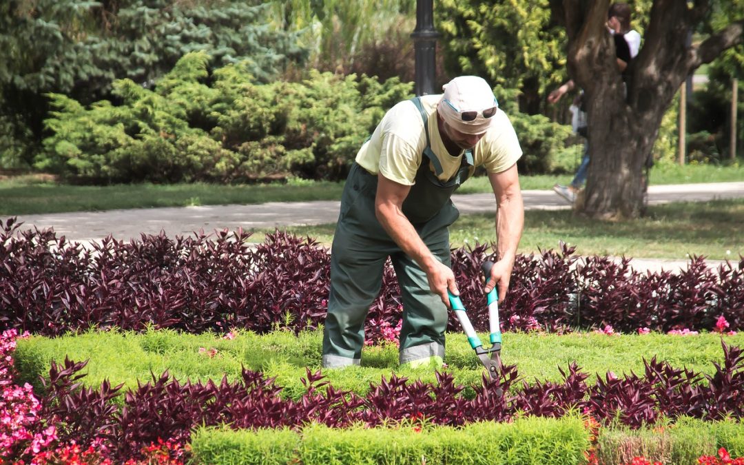 OTOÑO 2020 ¿Qué tareas debo realizar en el jardín?