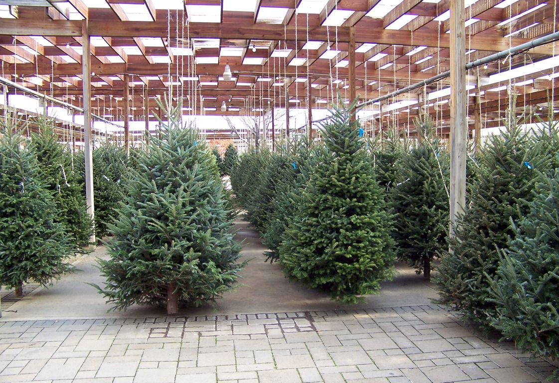 Arbol de Navidad Europa Multiplant