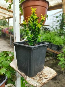 Evónimo Enano Verde | Vivero Multiplant