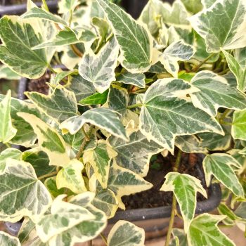 Hedera Mini Variegada | Vivero Multiplant