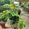 Hedera Variegata | Vivero Multiplant