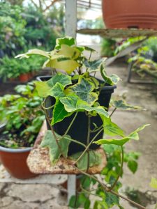 Hedera Variegata | Vivero Multiplant