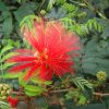 Inga Fulgens - Calliandra tweedii | Vivero Multiplant