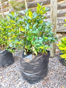 Ligustro Compacto - Vivero Multiplant