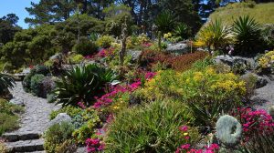 Plantas para Xerojardínes - Viveros Multiplant