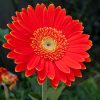 Gerbera-Vivero-Multiplant