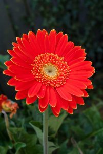 Gerbera-Vivero-Multiplant
