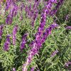 Salvia Leucantha - Vivero Multiplant